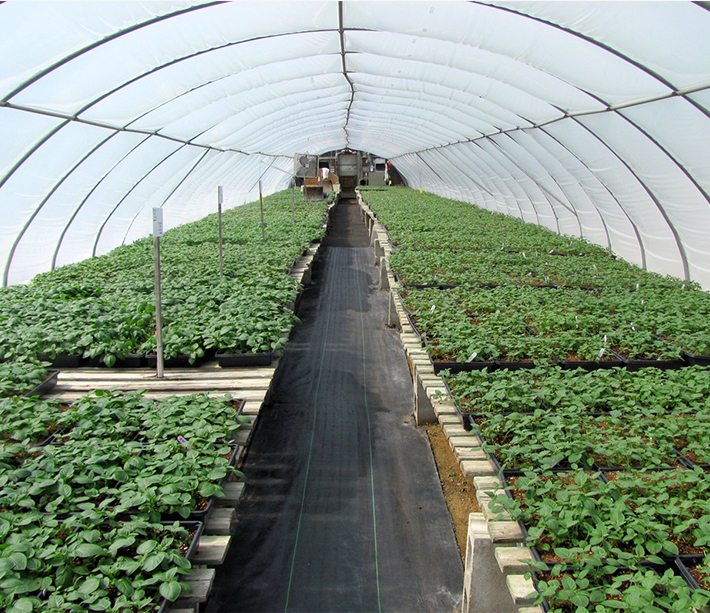 Lush Greenhouse